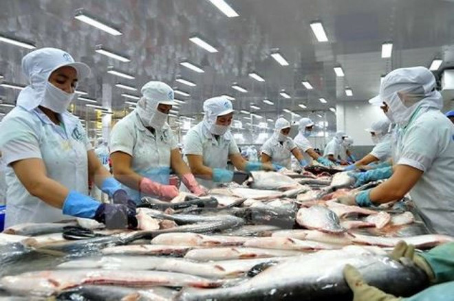 La filière poisson tra vise 2 milliards de dollars d'exportations en 2018 ảnh 1 La filière poisson tra vise 2 milliards de dollars d'exportations en 2018 ảnh 1