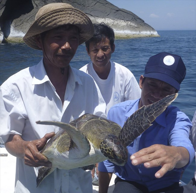 Projet d'écloserie pour favoriser le retour des tortues de mer à Cu Lao Cham ảnh 1 Projet d'écloserie pour favoriser le retour des tortues de mer à Cu Lao Cham ảnh 1