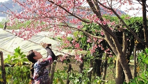 L'Association d'Amitié de Fukushima offre 161 cerisiers à Hanoi ảnh 1 L'Association d'Amitié de Fukushima offre 161 cerisiers à Hanoi ảnh 1