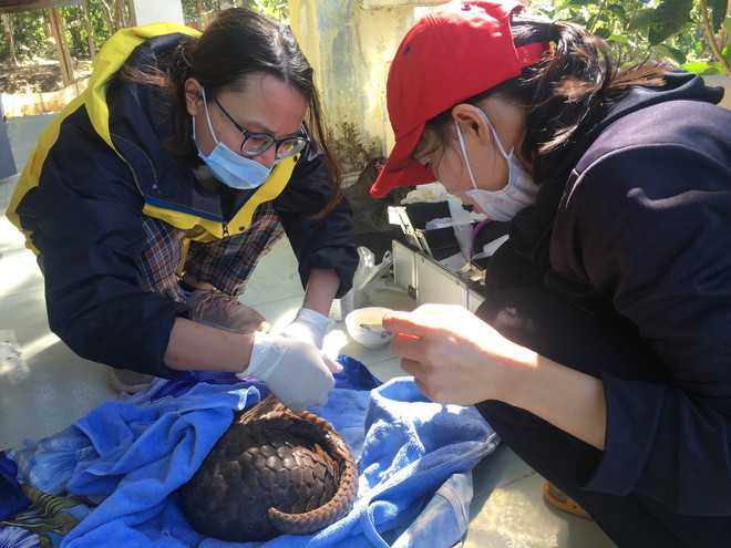 Le parc national de Cuc Phuong reçoit sept animaux sauvages ảnh 1 Le parc national de Cuc Phuong reçoit sept animaux sauvages ảnh 1