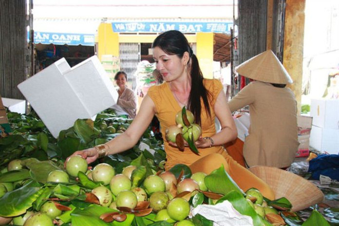 Exportation de pommes de lait Lo Ren de Tiên Giang vers les États-Unis ảnh 1 Exportation de pommes de lait Lo Ren de Tiên Giang vers les États-Unis ảnh 1