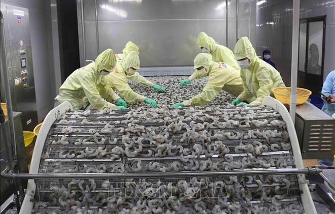 Pour augmenter la compétitivité des crevettes vietnamiennes ảnh 1