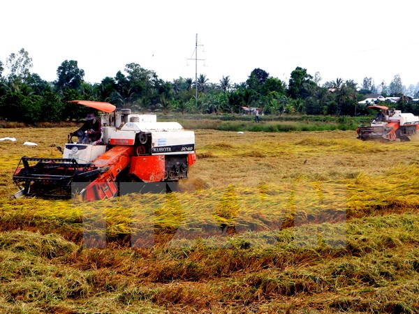 Application de normes internationales dans la production durable de riz au Vietnam ảnh 1 Application de normes internationales dans la production durable de riz au Vietnam ảnh 1