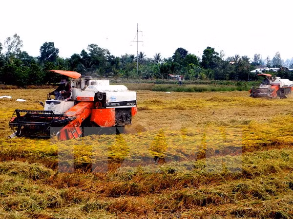 Application de​ normes internationales dans la production durable de riz au Vietnam ảnh 1