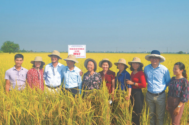 Nguyên Thi Trâm (5e à gauche) est connue comme la personne qui a vendu le plus de droits de propriété des variétés de riz hybride au Vietnam. Nguyên Thi Trâm (5e à gauche) est connue comme la personne qui a vendu le plus de droits de propriété des variétés de riz hybride au Vietnam.