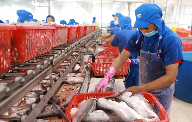 Les exportations de pangasius en 2022 devraient établir un record historique ảnh 1 Les exportations de pangasius en 2022 devraient établir un record historique ảnh 1