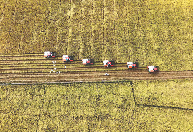 Rizières dans le delta du Mékong. Photo : VNA/CVN