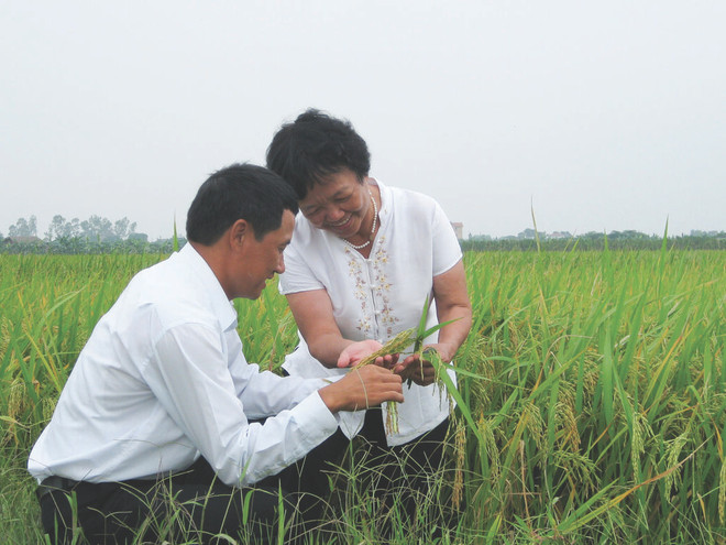 Elle parcourt souvent le pays pour découvrir de nouvelles variétés de riz. Elle parcourt souvent le pays pour découvrir de nouvelles variétés de riz.