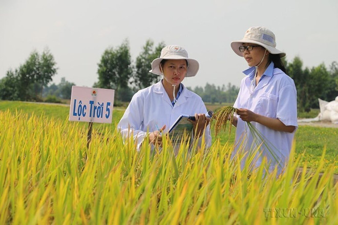 Bon nombre de variétés de riz parfumé et de haute qualité du Vietnam répondent à la demande du marché mondial et sont très compétitives. Photo : VNA/CVN
