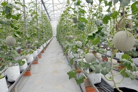Aménagement de la zone agricole high-tech de Phu Yên ảnh 1 Aménagement de la zone agricole high-tech de Phu Yên ảnh 1