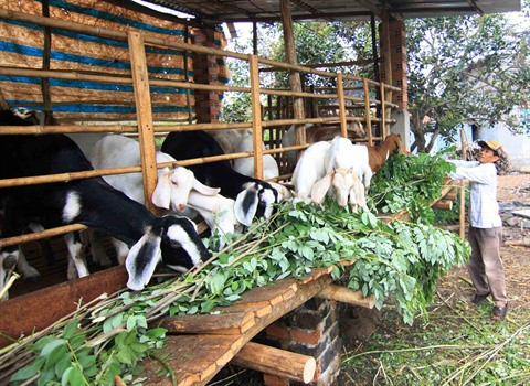 Plus de 900.000 travailleurs ruraux seront formés de 2017 à 2020 ảnh 2 Plus de 900.000 travailleurs ruraux seront formés de 2017 à 2020 ảnh 2