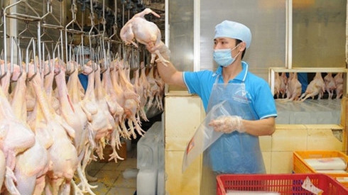 Dông Nai : les éleveurs commencent à exporter leurs poulets au Japon ảnh 1 Dông Nai : les éleveurs commencent à exporter leurs poulets au Japon ảnh 1