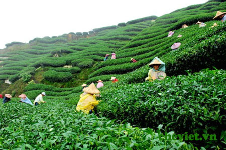 Thé : 20.000 agriculteurs participeront à un partenariat public-privé pour une production durable ảnh 1