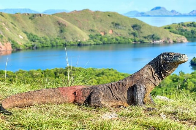 L'Indonésie va fermer temporairement l'île de Komodo ảnh 1 L'Indonésie va fermer temporairement l'île de Komodo ảnh 1