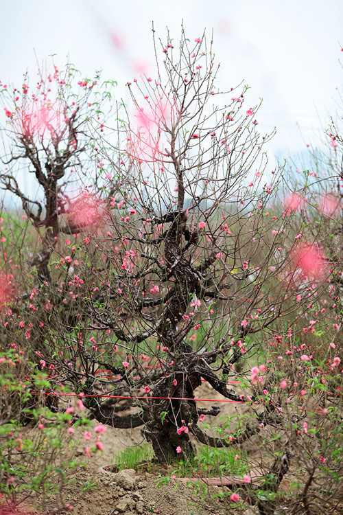 Pour un Têt fleuri ảnh 2 Pour un Têt fleuri ảnh 2