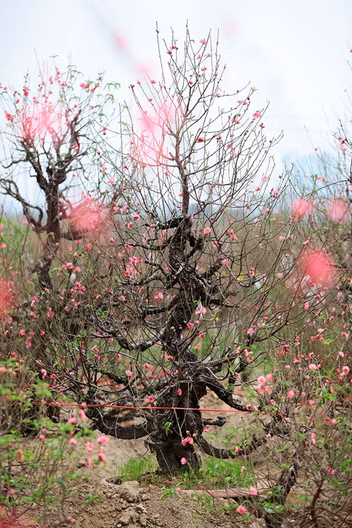 Pour un Têt fleuri ảnh 2