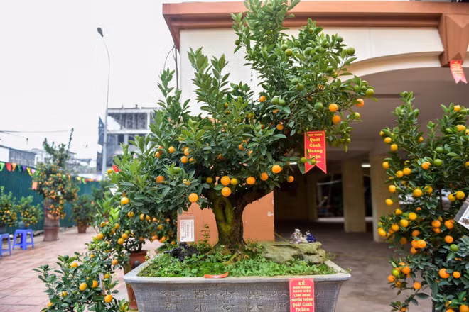 Pour un Têt fleuri ảnh 3