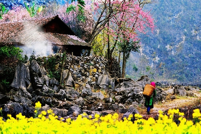 Plongée dans la "saison des fleurs sur la pierre" à Hà Giang ảnh 2 Plongée dans la "saison des fleurs sur la pierre" à Hà Giang ảnh 2