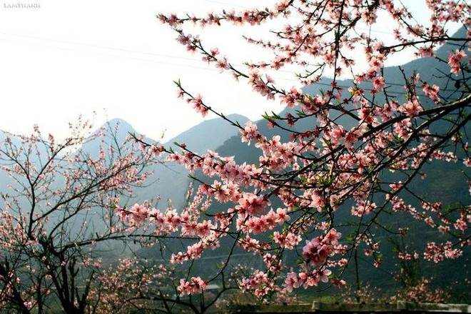 Plongée dans la "saison des fleurs sur la pierre" à Hà Giang ảnh 7 Plongée dans la "saison des fleurs sur la pierre" à Hà Giang ảnh 7