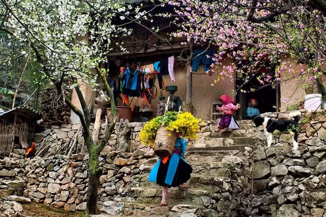 Plongée dans la "saison des fleurs sur la pierre" à Hà Giang ảnh 11
