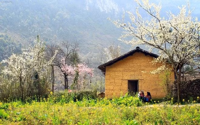 Plongée dans la "saison des fleurs sur la pierre" à Hà Giang ảnh 5