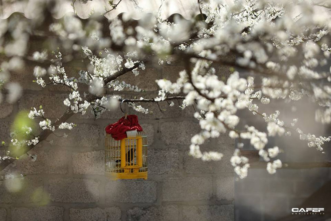 Plongée dans la "saison des fleurs sur la pierre" à Hà Giang ảnh 8 Plongée dans la "saison des fleurs sur la pierre" à Hà Giang ảnh 8