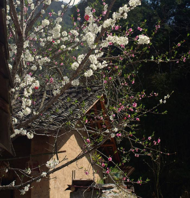 Plongée dans la "saison des fleurs sur la pierre" à Hà Giang ảnh 6 Plongée dans la "saison des fleurs sur la pierre" à Hà Giang ảnh 6