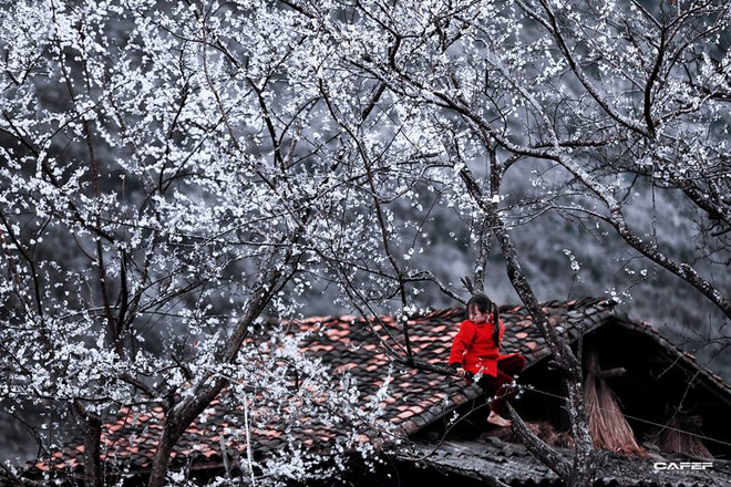 Plongée dans la "saison des fleurs sur la pierre" à Hà Giang ảnh 9 Plongée dans la "saison des fleurs sur la pierre" à Hà Giang ảnh 9