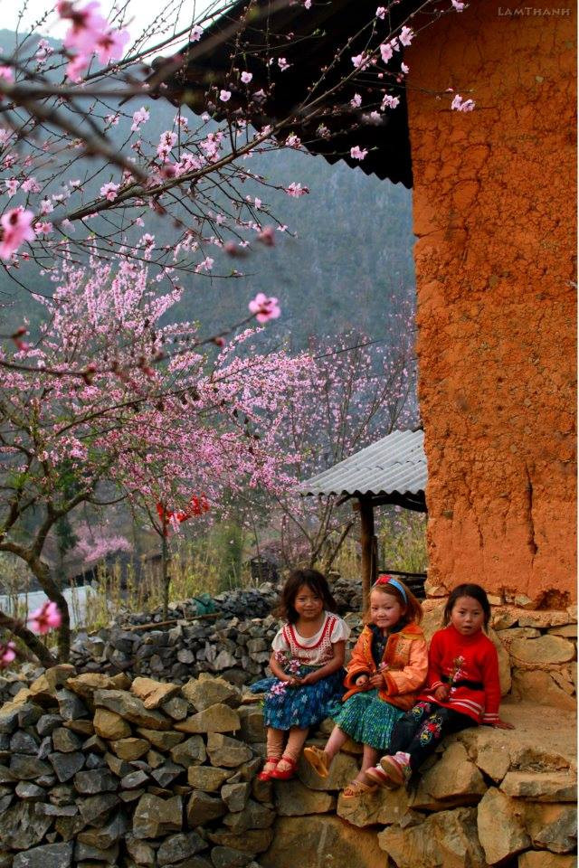 Plongée dans la "saison des fleurs sur la pierre" à Hà Giang ảnh 10 Plongée dans la "saison des fleurs sur la pierre" à Hà Giang ảnh 10