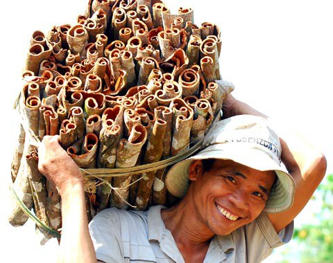 Exportations annuelles de 400 tonnes de cannelle de Tra Bông ảnh 1 Exportations annuelles de 400 tonnes de cannelle de Tra Bông ảnh 1