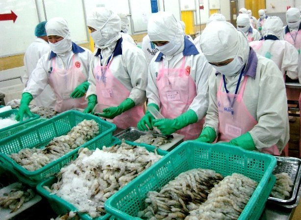 Les crevettes vietnamiennes bien appréciées au Japon, en Chine et aux Etats-Unis ảnh 1 Les crevettes vietnamiennes bien appréciées au Japon, en Chine et aux Etats-Unis ảnh 1