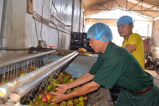 Des invalides de guerre prospères à Hat Lot ảnh 1