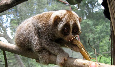 Conservation des loris dans la réserve naturelle de Xuân Liên ảnh 1 Conservation des loris dans la réserve naturelle de Xuân Liên ảnh 1