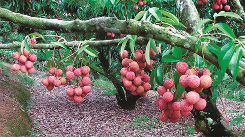 Trân Van Hành, le "sorcier des litchis" ảnh 2 Trân Van Hành, le "sorcier des litchis" ảnh 2