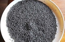 Des fossiles de riz de 900 ans au Cambodge ảnh 1