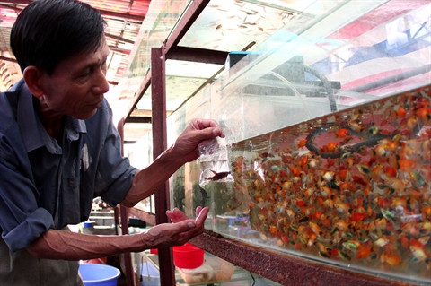 La fièvre des poissons d’aquarium gagne le Vietnam ảnh 1 La fièvre des poissons d’aquarium gagne le Vietnam ảnh 1