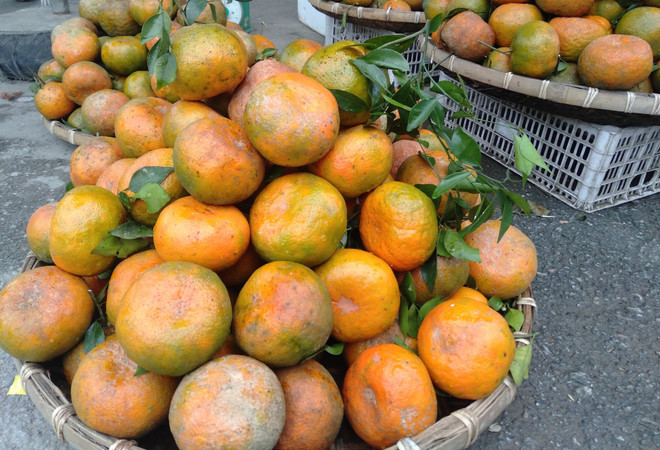 L'orange «Bu», un produit agricole clé du district de Huong Son (Ha Tinh) ảnh 2 L'orange «Bu», un produit agricole clé du district de Huong Son (Ha Tinh) ảnh 2