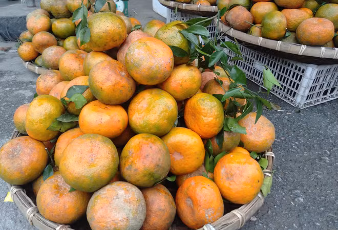 L'orange «Bu», un produit agricole clé du district de Huong Son (Ha Tinh) ảnh 2