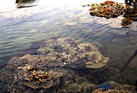 Gành Yên : l’aquarium terrestre ảnh 1 Gành Yên : l’aquarium terrestre ảnh 1