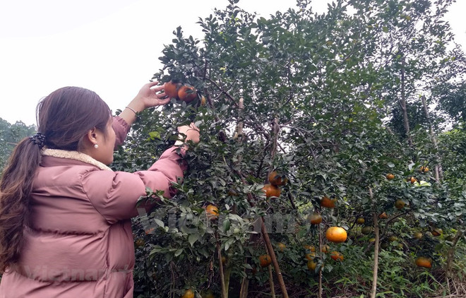 L'orange «Bu», un produit agricole clé du district de Huong Son (Ha Tinh) ảnh 1 L'orange «Bu», un produit agricole clé du district de Huong Son (Ha Tinh) ảnh 1