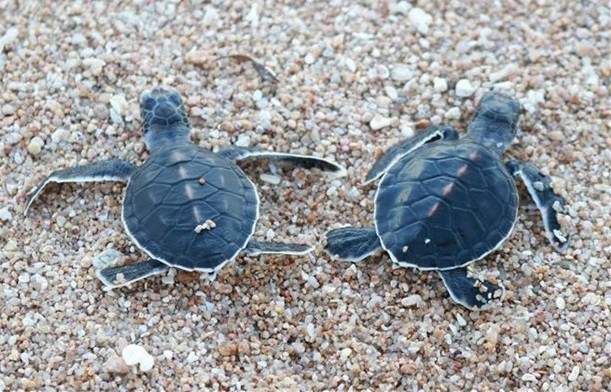 Deux nouvelles Réserves mondiales de biosphère reconnues au Vietnam ảnh 3 Deux nouvelles Réserves mondiales de biosphère reconnues au Vietnam ảnh 3