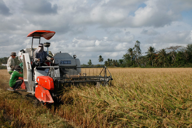 De nombreux contrats d'exportation de riz ont été signés ảnh 1 De nombreux contrats d'exportation de riz ont été signés ảnh 1
