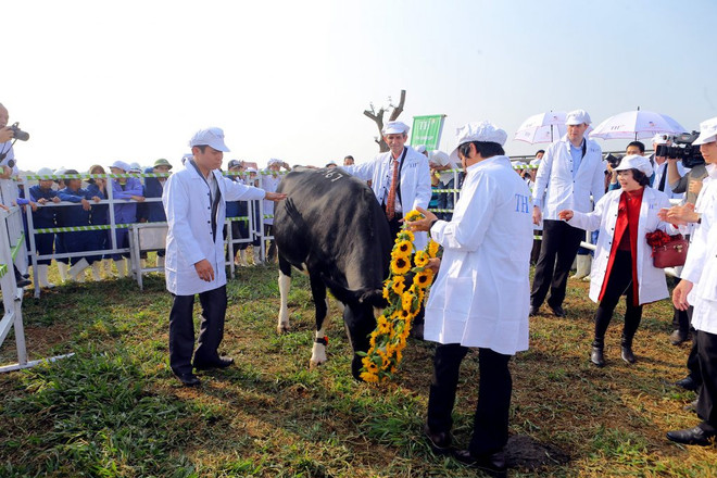 TH possèdera 137.000 vaches laitières d’ici fin 2020 ảnh 1 TH possèdera 137.000 vaches laitières d’ici fin 2020 ảnh 1