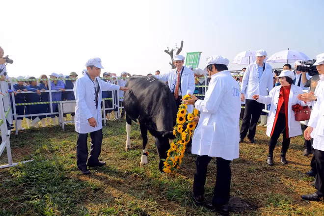 TH possèdera 137.000 vaches laitières d’ici fin 2020 ảnh 1