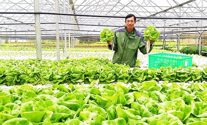 Exportation de légumes hydroponiques de Da Lat vers la République de Corée ảnh 1 Exportation de légumes hydroponiques de Da Lat vers la République de Corée ảnh 1