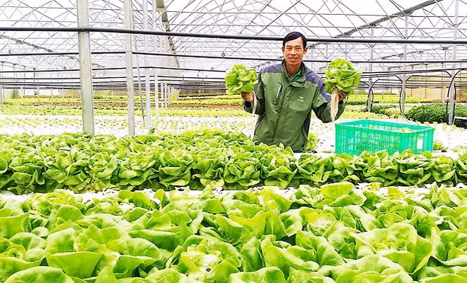 Exportation de légumes hydroponiques de Da Lat vers la République de Corée ảnh 1