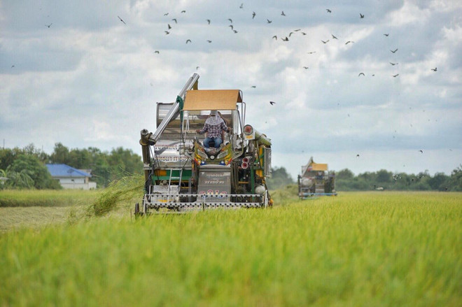 Thaïlande : approbation d’un budget pour garantir les prix du riz et de l'huile de palme ảnh 1 Thaïlande : approbation d’un budget pour garantir les prix du riz et de l'huile de palme ảnh 1