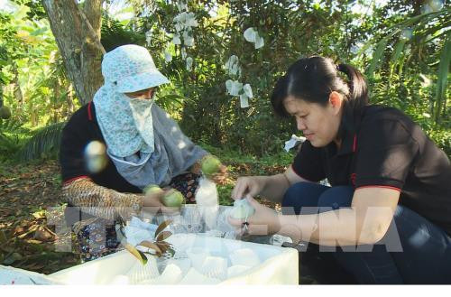 Tien Giang veut exporter 400 tonnes de pommes de lait vers les États-Unis ảnh 1 Tien Giang veut exporter 400 tonnes de pommes de lait vers les États-Unis ảnh 1