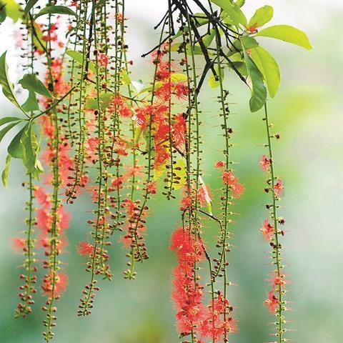 "Patrimoine végétal" en terre sainte à Phu Tho ảnh 3 "Patrimoine végétal" en terre sainte à Phu Tho ảnh 3