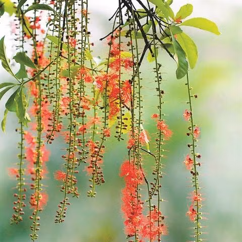 "Patrimoine végétal" en terre sainte à Phu Tho ảnh 3